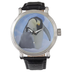 Antarktis. Kejsarpingviner och unge Armbandsur