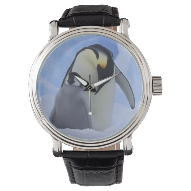 Antarktis. Kejsarpingviner och unge Armbandsur (Framsida)