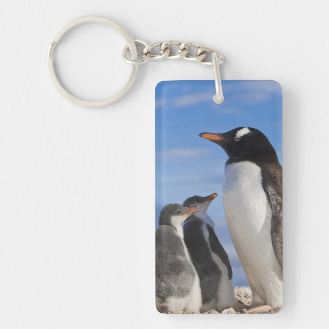 Antarktis, Neko Cove (hamn). Gentoo pingvin 2 (Framsidan)