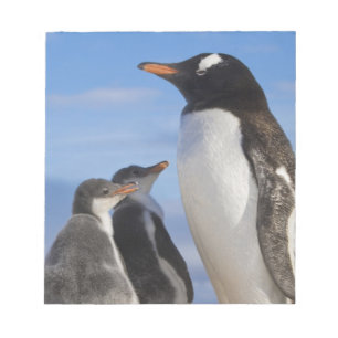 Antarktis, Neko Cove (hamn). Gentoo pingvin 2 Anteckningsblock