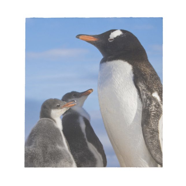 Antarktis, Neko Cove (hamn). Gentoo pingvin 2 Anteckningsblock (Framsida)