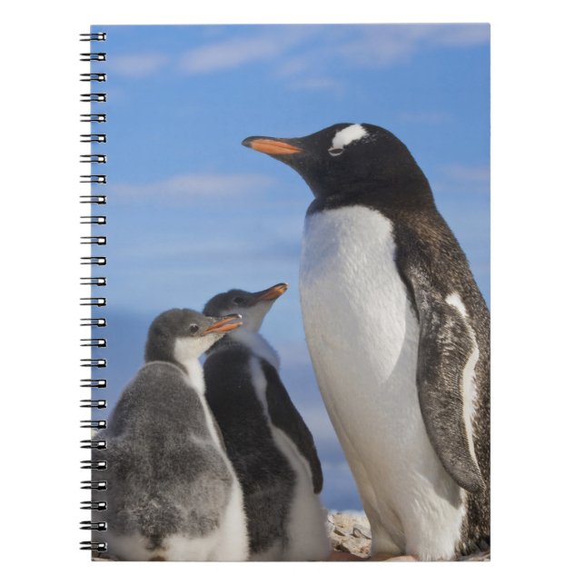 Antarktis, Neko Cove (hamn). Gentoo pingvin 2 Anteckningsbok (Framsidan)