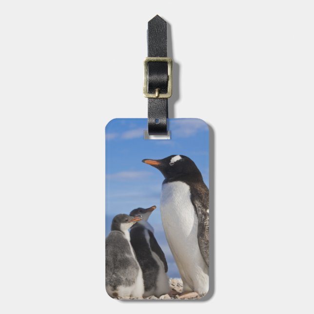 Antarktis, Neko Cove (hamn). Gentoo pingvin 2 Bagagebricka (Vertikal Framsida)