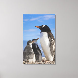 Antarktis, Neko Cove (hamn). Gentoo pingvin 2 Canvastryck