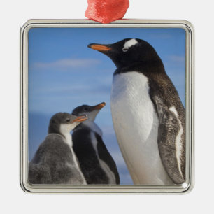 Antarktis, Neko Cove (hamn). Gentoo pingvin 2 Julgransprydnad Metall