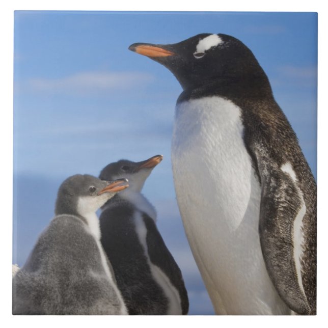 Antarktis, Neko Cove (hamn). Gentoo pingvin 2 Kakelplatta (Framsidan)