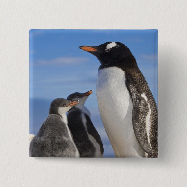 Antarktis, Neko Cove (hamn). Gentoo pingvin 2 Knapp (Framsida)