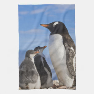 Antarktis, Neko Cove (hamn). Gentoo pingvin 2 Kökshandduk