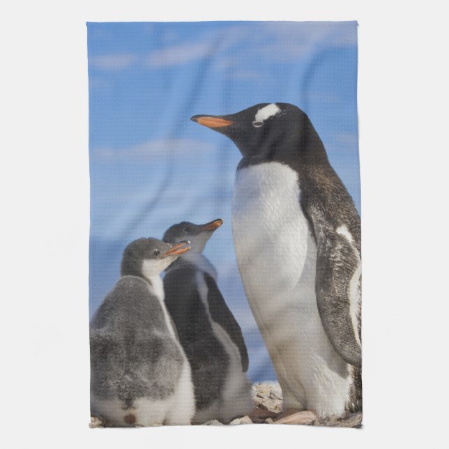 Antarktis, Neko Cove (hamn). Gentoo pingvin 2 Kökshandduk (Vertikal)