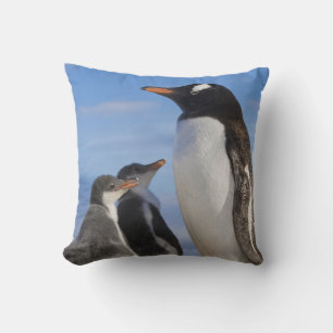 Antarktis, Neko Cove (hamn). Gentoo pingvin 2 Kudde