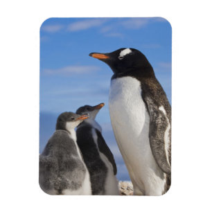 Antarktis, Neko Cove (hamn). Gentoo pingvin 2 Magnet