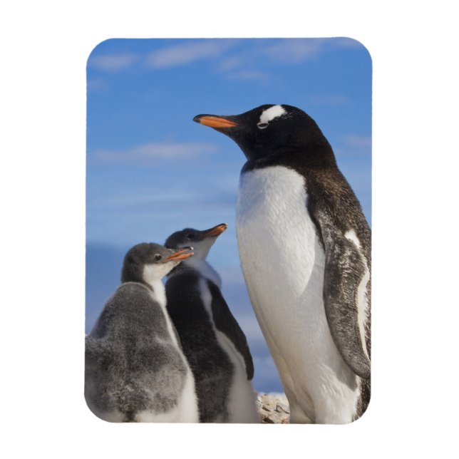 Antarktis, Neko Cove (hamn). Gentoo pingvin 2 Magnet (Vertikal)