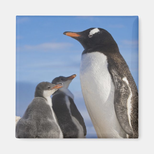 Antarktis, Neko Cove (hamn). Gentoo pingvin 2 Magnet (Framsidan)