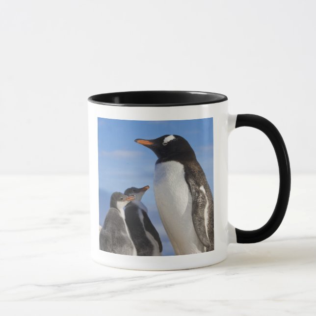Antarktis, Neko Cove (hamn). Gentoo pingvin 2 Mugg (Höger)