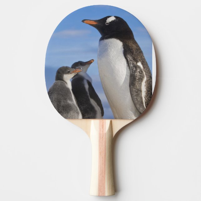 Antarktis, Neko Cove (hamn). Gentoo pingvin 2 Pingisracket (Framsidan)
