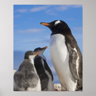 Antarktis, Neko Cove (hamn). Gentoo pingvin 2 Poster
