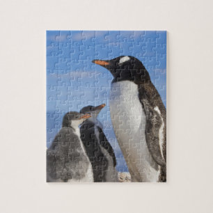 Antarktis, Neko Cove (hamn). Gentoo pingvin 2 Pussel