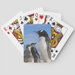 Antarktis, Neko Cove (hamn). Gentoo pingvin 2 Spelkort