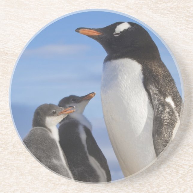 Antarktis, Neko Cove (hamn). Gentoo pingvin 2 Underlägg Sandsten (Framsidan)