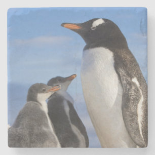 Antarktis, Neko Cove (hamn). Gentoo pingvin 2 Underlägg Sten