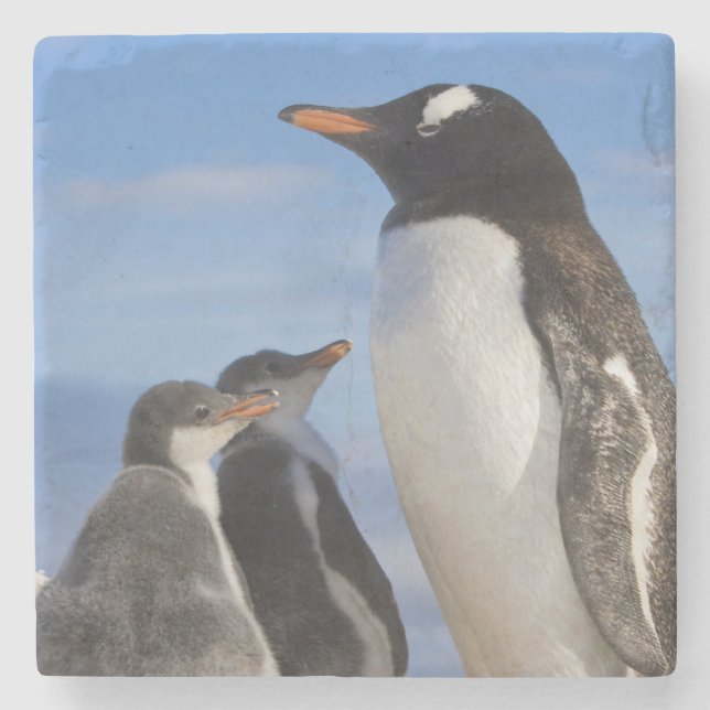 Antarktis, Neko Cove (hamn). Gentoo pingvin 2 Underlägg Sten (Framsidan)