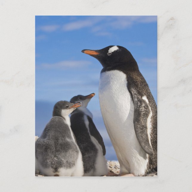 Antarktis, Neko Cove (hamn). Gentoo pingvin 2 Vykort (Framsida)