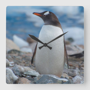 Antarktis. Neko hamn. Gentoo pingvin Fyrkantig Klocka