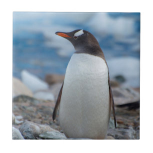 Antarktis. Neko hamn. Gentoo pingvin Kakelplatta