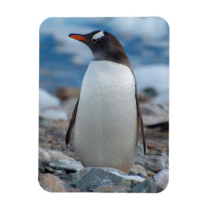 Antarktis. Neko hamn. Gentoo pingvin Magnet