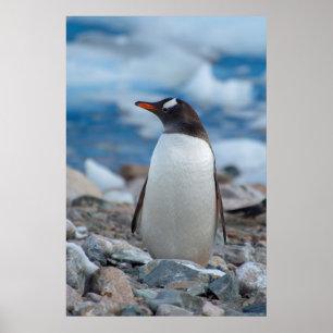 Antarktis. Neko hamn. Gentoo pingvin Poster