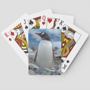 Antarktis. Neko hamn. Gentoo pingvin Spel Kort