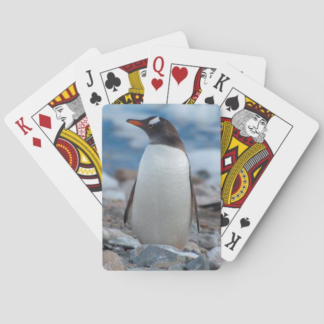 Antarktis. Neko hamn. Gentoo pingvin Spel Kort (Baksidan)