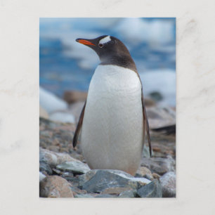 Antarktis. Neko hamn. Gentoo pingvin Vykort