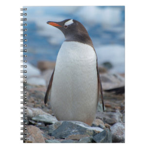 Antarktis. Neko Harbor. Gentoo Pingvin Anteckningsbok