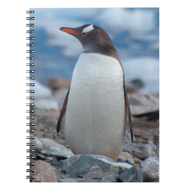 Antarktis. Neko Harbor. Gentoo Pingvin Anteckningsbok (Framsidan)