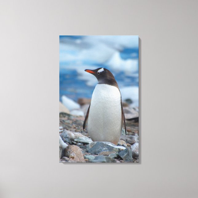 Antarktis. Neko Harbor. Gentoo Pingvin Canvastryck (Framsida)