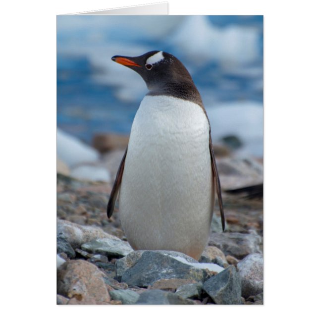 Antarktis. Neko Harbor. Gentoo Pingvin Hälsningskort (Framsidan)