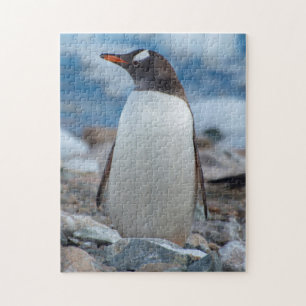 Antarktis. Neko Harbor. Gentoo Pingvin Pussel