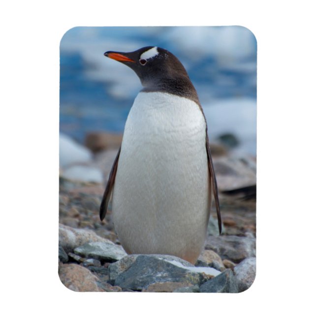 Antarktis. Neko Harbour. Gentoo Penguin Magnet (Vertikal)