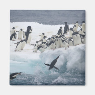 Antarktis, Paulet Island. Adeliepingviner Magnet