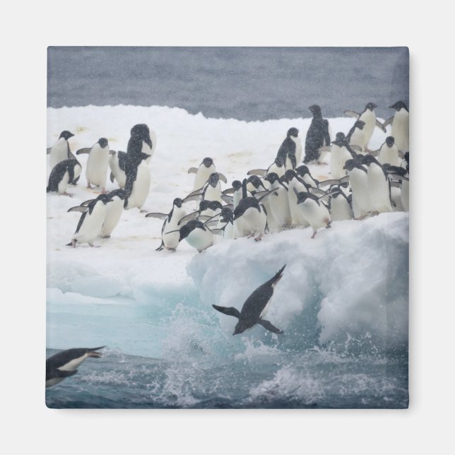 Antarktis, Paulet Island. Adeliepingviner Magnet (Framsidan)