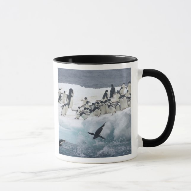 Antarktis, Paulet Island. Adeliepingviner Mugg (Höger)