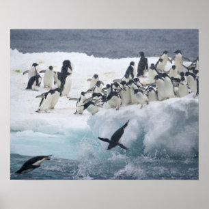 Antarktis, Paulet Island. Adeliepingviner Poster
