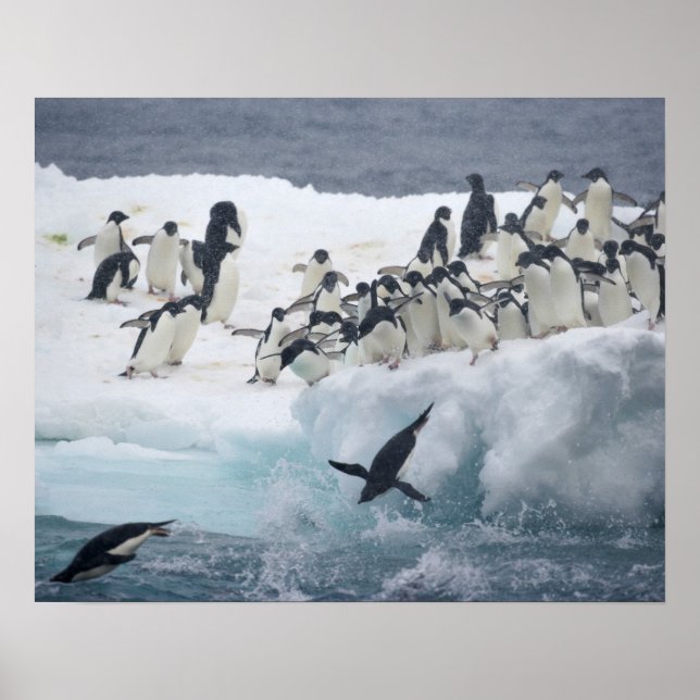 Antarktis, Paulet Island. Adeliepingviner Poster (Framsidan)