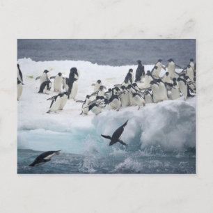 Antarktis, Paulet Island. Adeliepingviner Vykort
