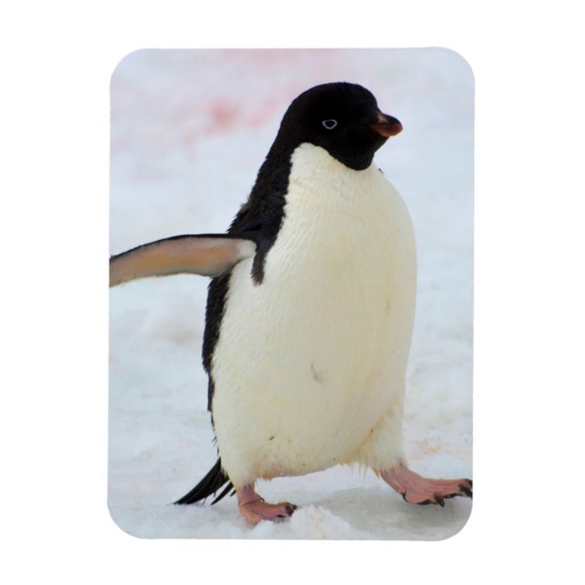 Antarktis. Petermann Island. Adelie penguin Magnet (Vertikal)