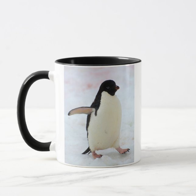 Antarktis. Petermann Island. Adeliepingvin Mugg (Vänster)