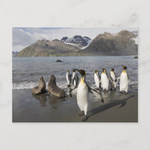 Antarktis södra Georgia ö (UK), Antarctic 2 Vykort