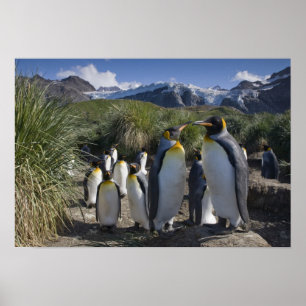 Antarktis södra Georgia ö UK), kung 6 Poster