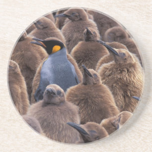 Antarktis, South Georgia Island, Kungspingviner Underlägg Sandsten